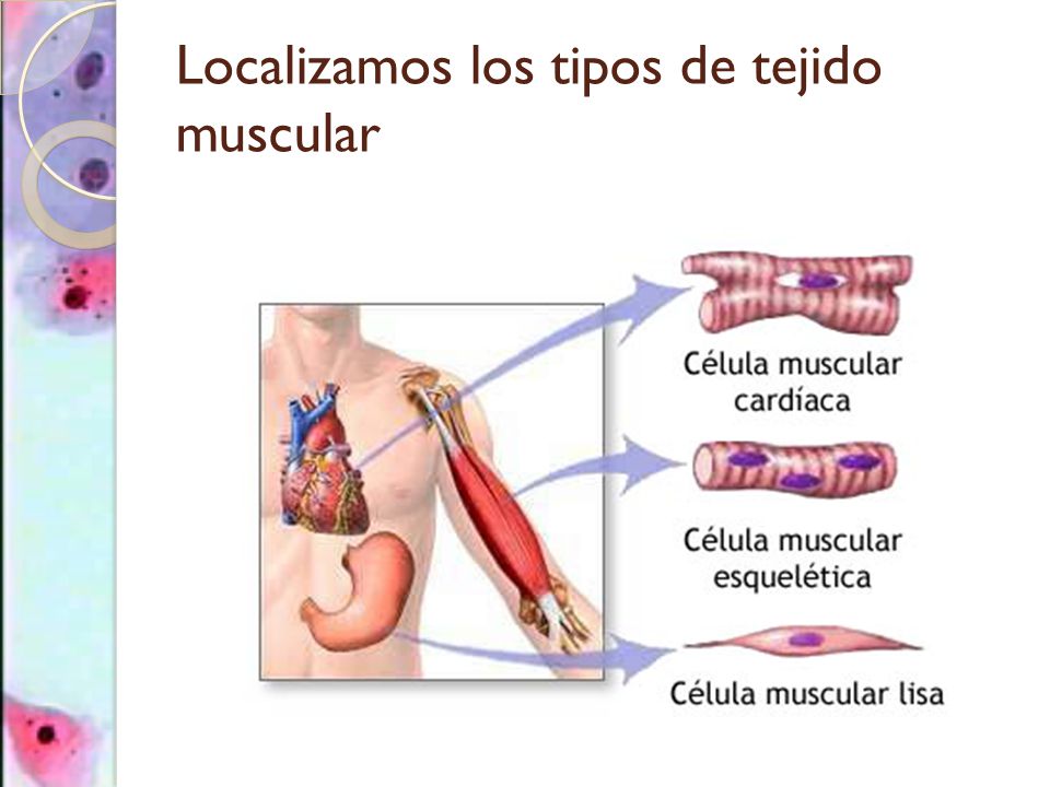 Localizamos los tipos de tejido muscular