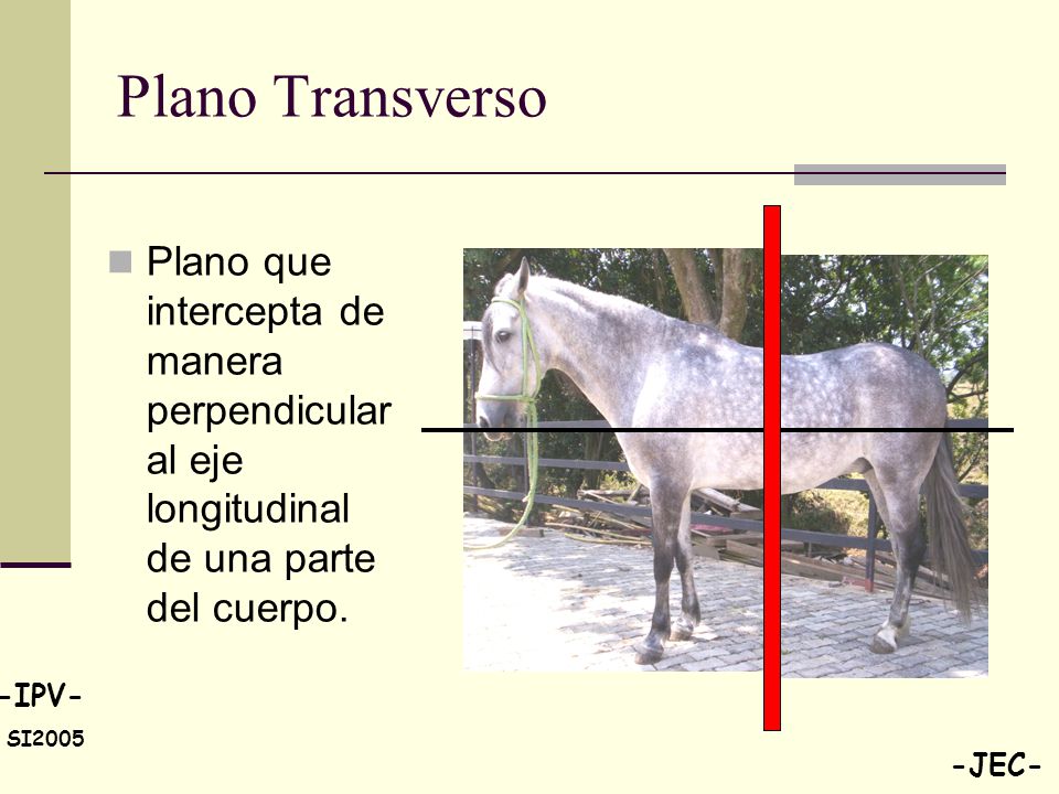 Plano Transverso Plano que intercepta de manera perpendicular al eje longitudinal de una parte del cuerpo.