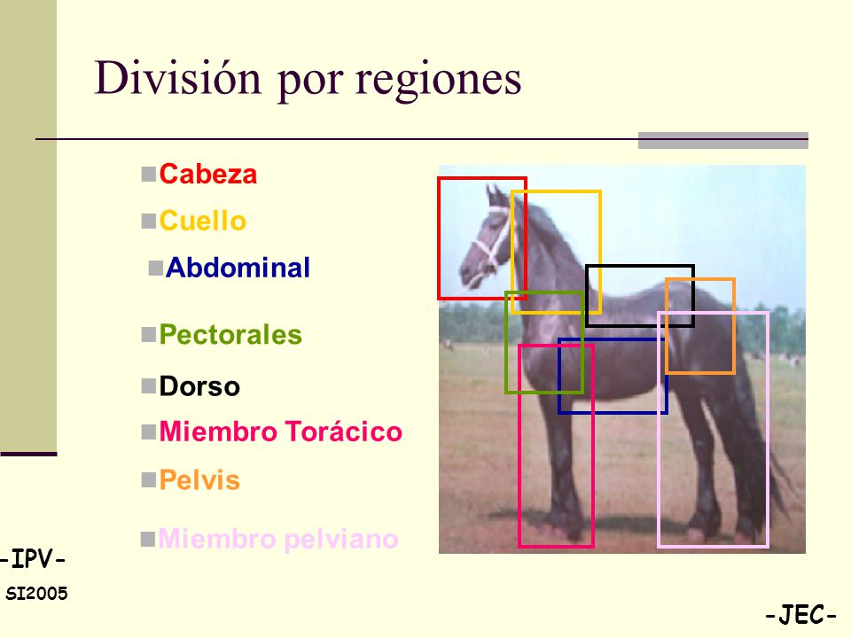 División por regiones Cabeza Cuello Abdominal Pectorales Dorso