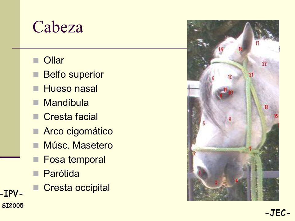 Cabeza Ollar Belfo superior Hueso nasal Mandíbula Cresta facial
