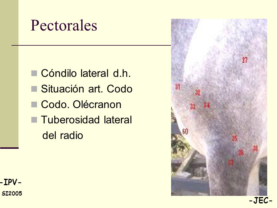Pectorales Cóndilo lateral d.h. Situación art. Codo Codo. Olécranon