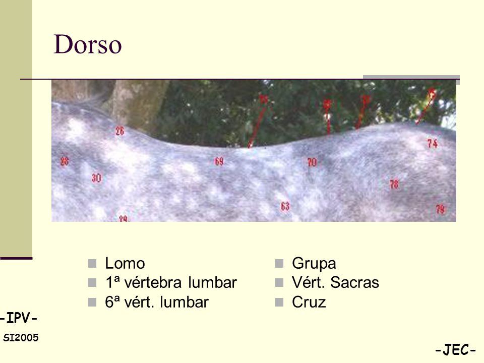 Dorso Lomo 1ª vértebra lumbar 6ª vért. lumbar Grupa Vért. Sacras Cruz