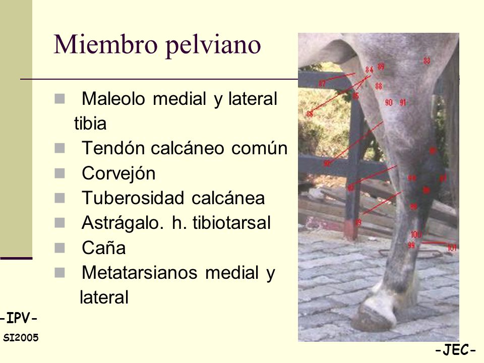 Miembro pelviano Maleolo medial y lateral tibia Tendón calcáneo común