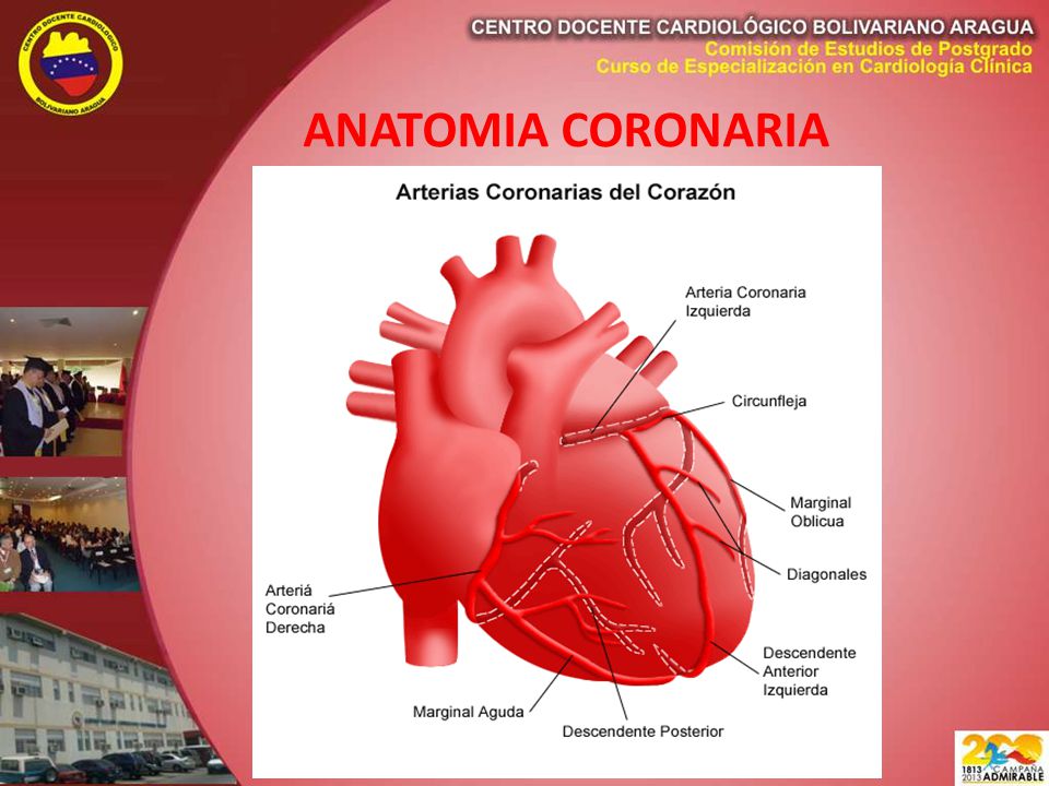 ANATOMIA CORONARIA