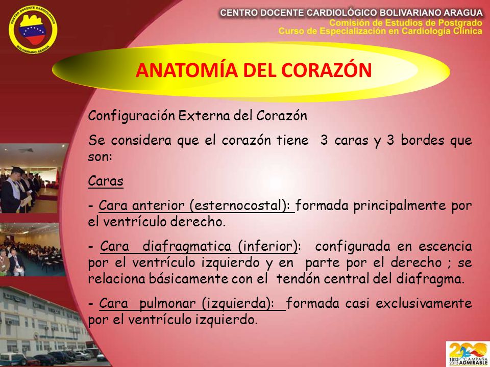 ANATOMÍA DEL CORAZÓN Configuración Externa del Corazón