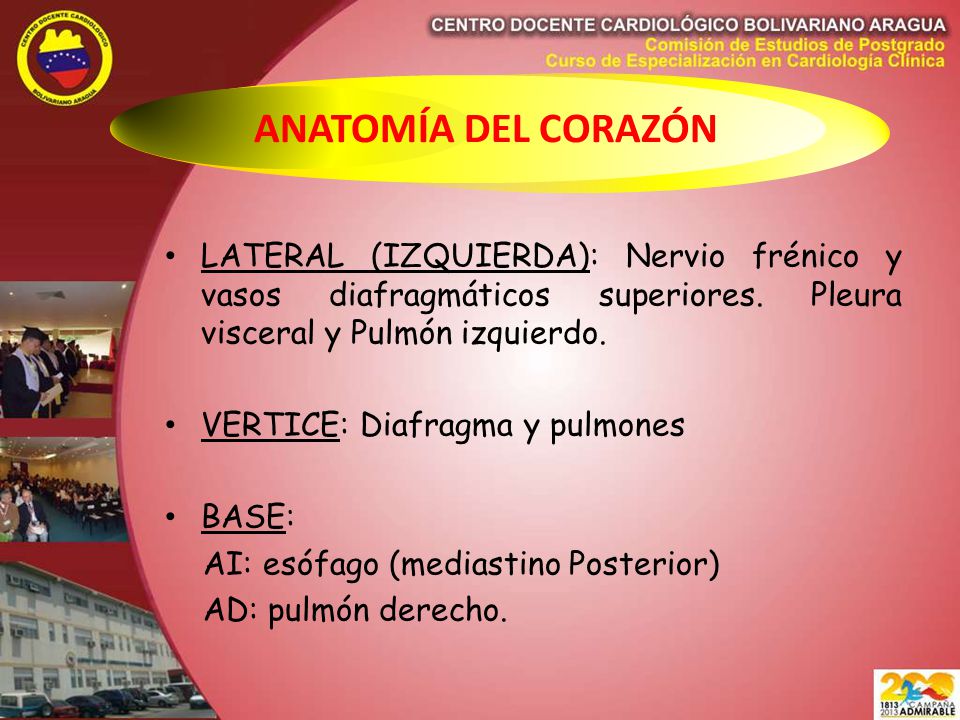 ANATOMÍA DEL CORAZÓN LATERAL (IZQUIERDA): Nervio frénico y vasos diafragmáticos superiores. Pleura visceral y Pulmón izquierdo.