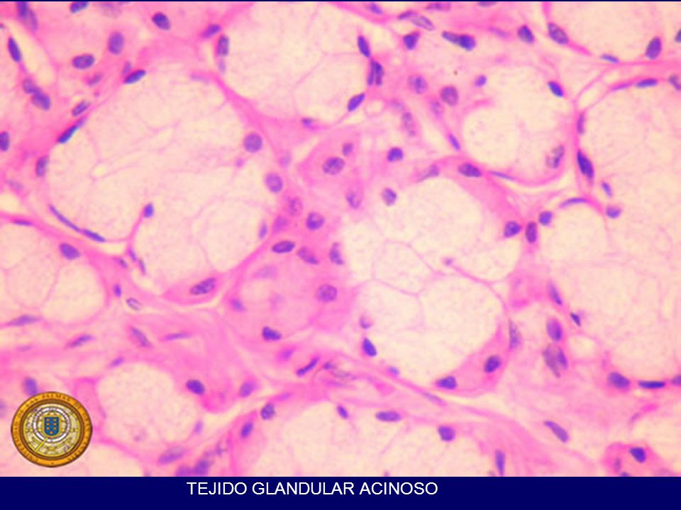 TEJIDO GLANDULAR ACINOSO