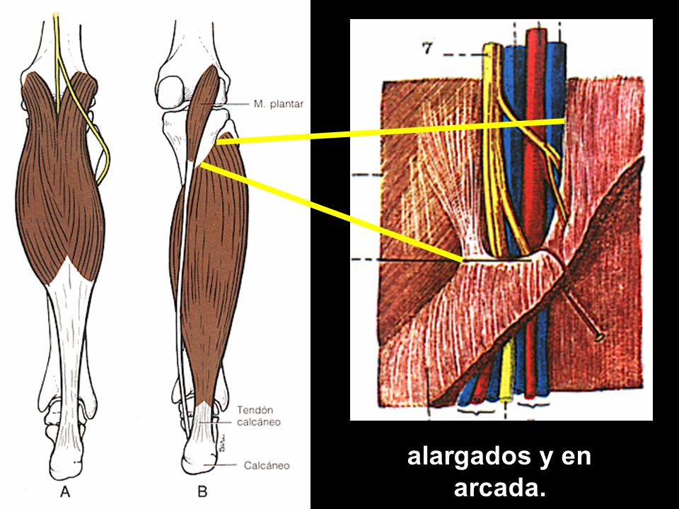 Se pueden insertar en: huesos, cartílagos (pectoral mayor), ligamentos, fascias (abdominales), órganos (globo ocular), piel (cara), mucosas (lengua), formando bandas circulares (esfínter anal externo). Los tendones son prácticamente inextensibles, muy resistentes.