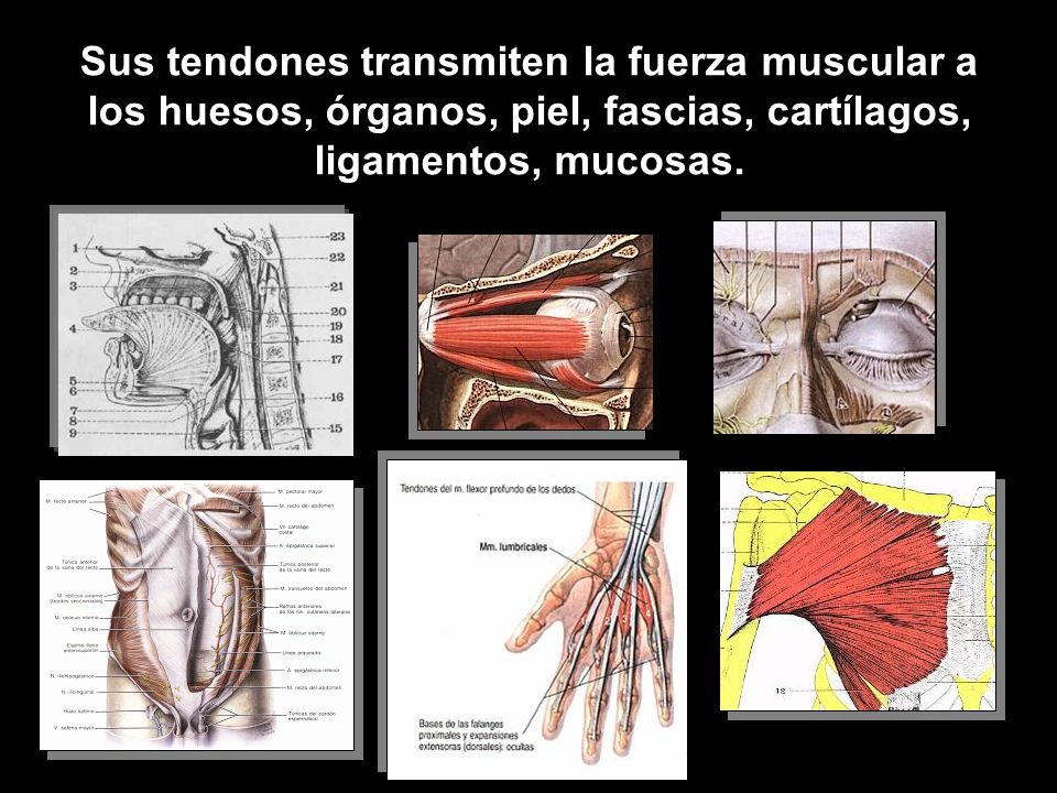 Sus tendones transmiten la fuerza muscular a los huesos, órganos, piel, fascias, cartílagos, ligamentos, mucosas.