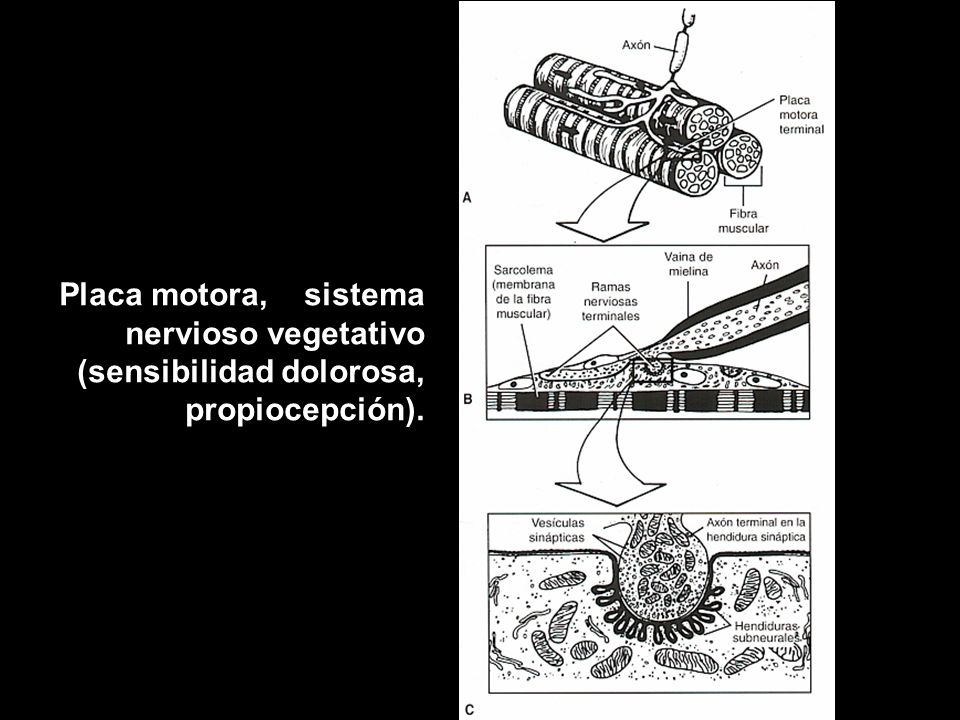 Placa motora, sistema nervioso vegetativo (sensibilidad dolorosa, propiocepción).