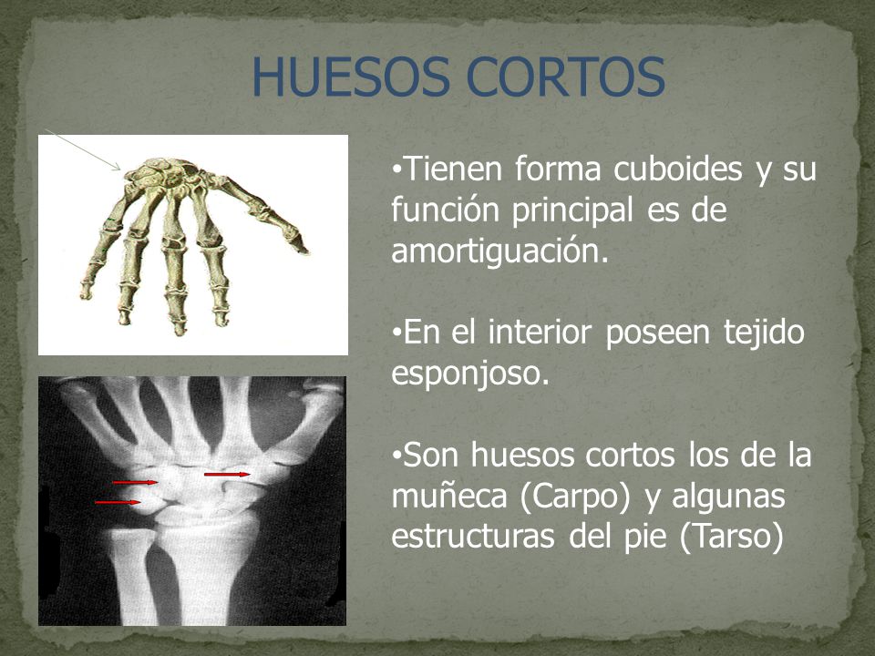 HUESOS CORTOS Tienen forma cuboides y su función principal es de amortiguación. En el interior poseen tejido esponjoso.