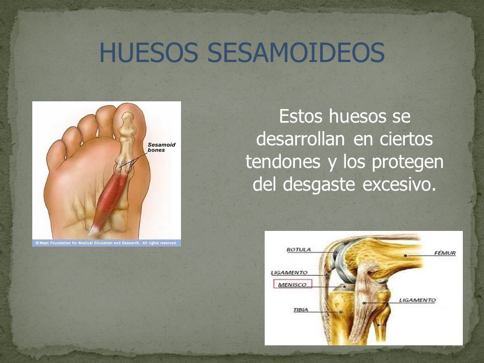 HUESOS SESAMOIDEOS Estos huesos se desarrollan en ciertos tendones y los protegen del desgaste excesivo.