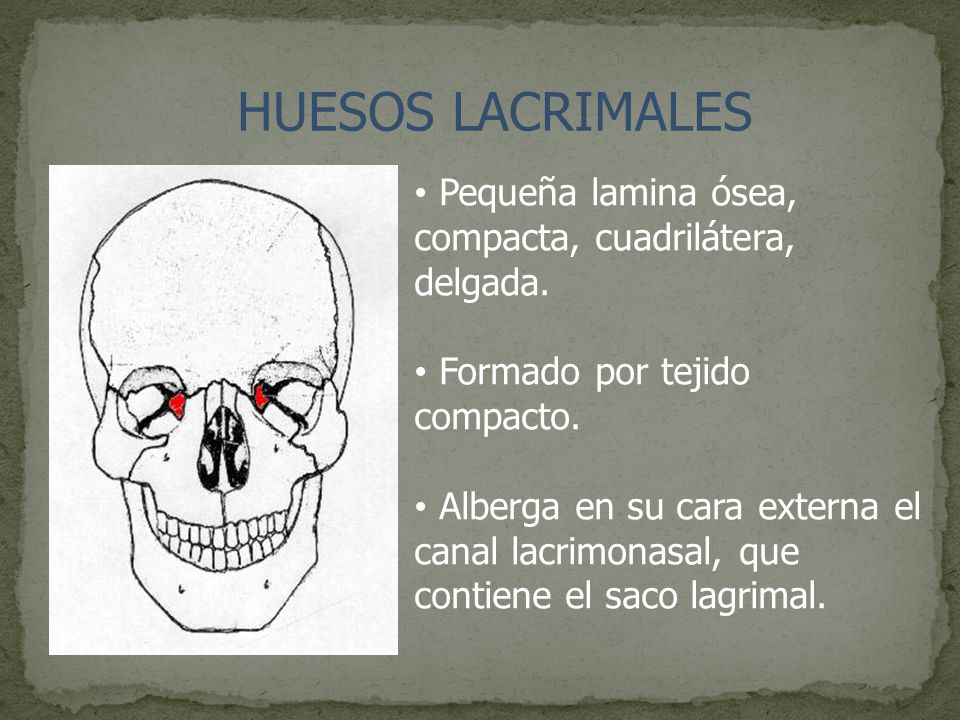 HUESOS LACRIMALES Pequeña lamina ósea, compacta, cuadrilátera, delgada. Formado por tejido compacto.