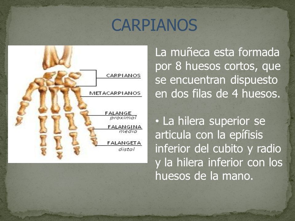 CARPIANOS La muñeca esta formada por 8 huesos cortos, que se encuentran dispuesto en dos filas de 4 huesos.