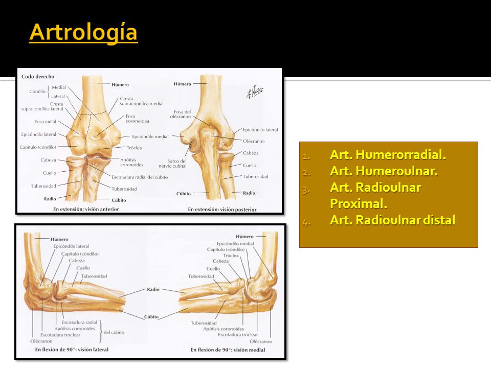 Artrología Art. Humerorradial. Art. Humeroulnar.