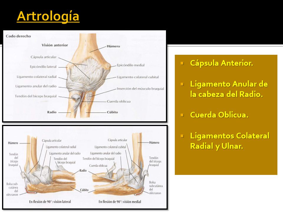 Artrología Cápsula Anterior. Ligamento Anular de la cabeza del Radio.