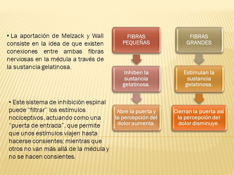FIBRAS PEQUEÑAS Inhiben la sustancia gelatinosa. Abre la puerta y la percepción del dolor aumenta.