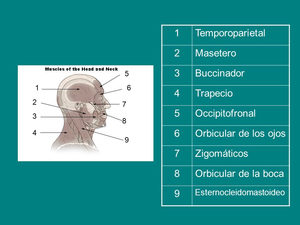 1 Temporoparietal 2 Masetero 3 Buccinador 4 Trapecio 5 Occipitofronal