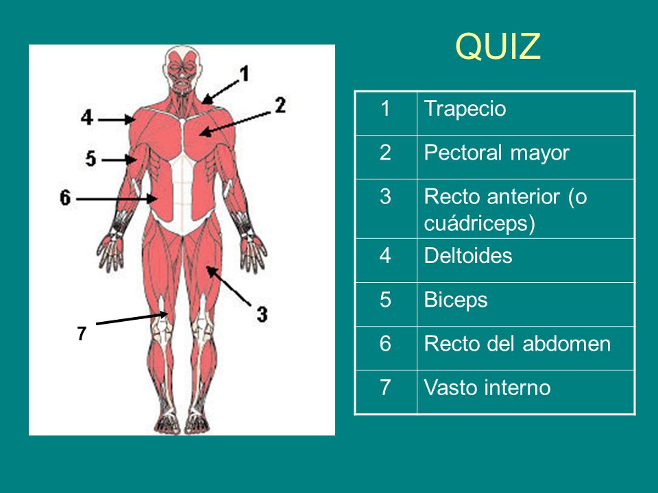 QUIZ 1 Trapecio 2 Pectoral mayor 3 Recto anterior (o cuádriceps) 4