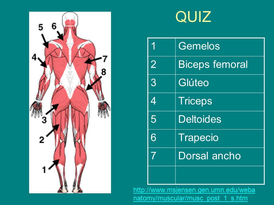 QUIZ 1 Gemelos 2 Biceps femoral 3 Glúteo 4 Triceps 5 Deltoides 6
