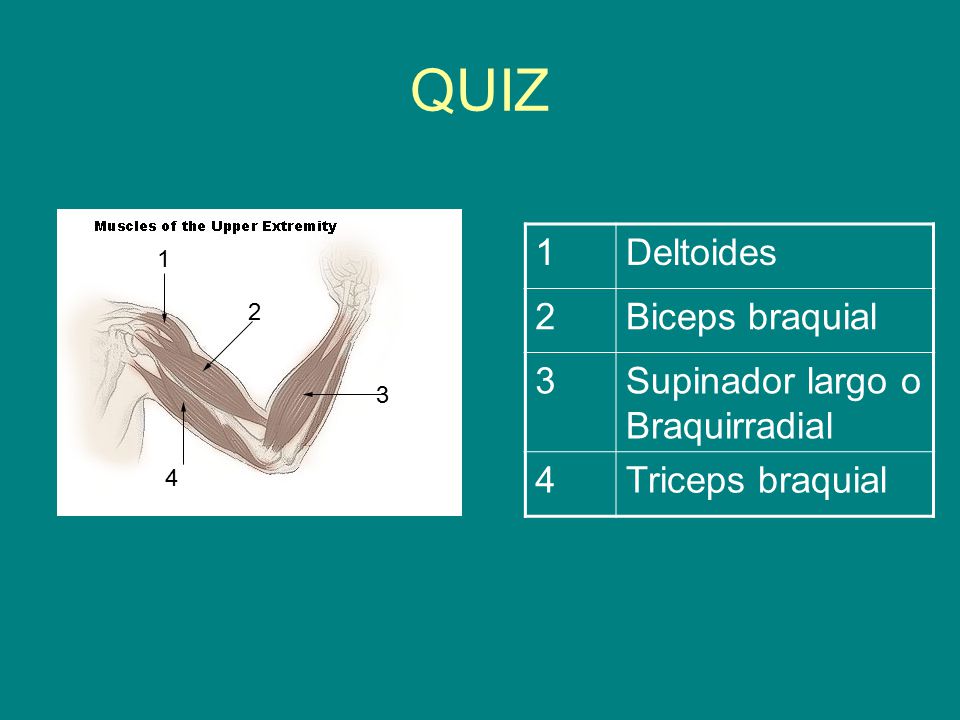 QUIZ 1 Deltoides 2 Biceps braquial 3 Supinador largo o Braquirradial 4