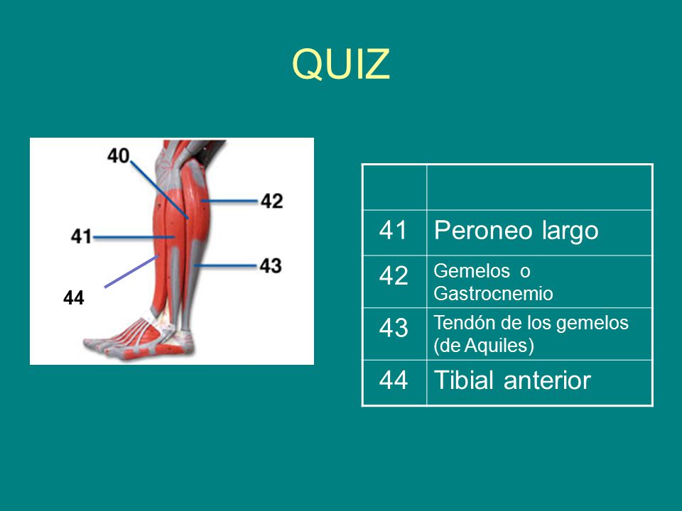QUIZ 41 Peroneo largo Tibial anterior Gemelos o Gastrocnemio