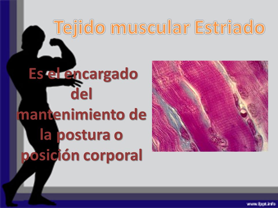 Es el encargado del mantenimiento de la postura o posición corporal