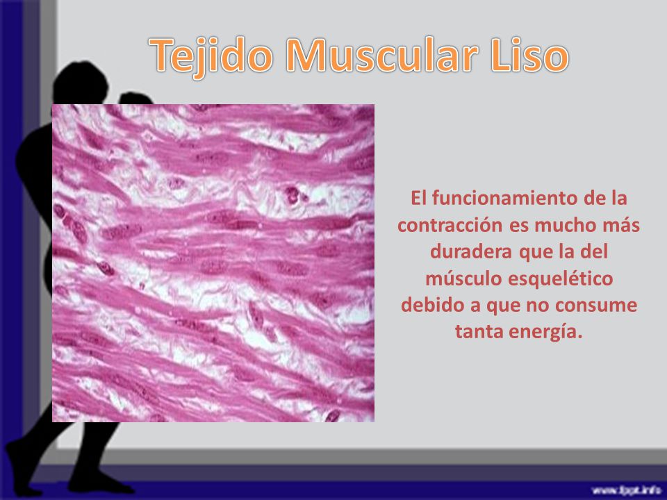 Tejido Muscular Liso El funcionamiento de la contracción es mucho más duradera que la del músculo esquelético debido a que no consume tanta energía.
