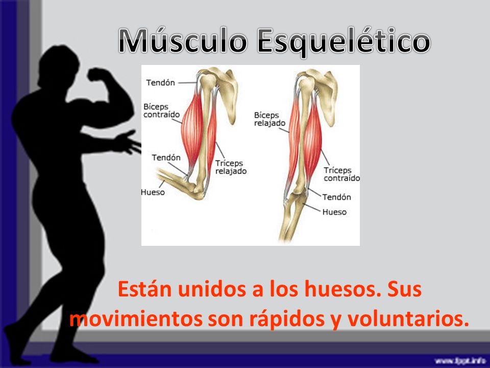 Están unidos a los huesos. Sus movimientos son rápidos y voluntarios.