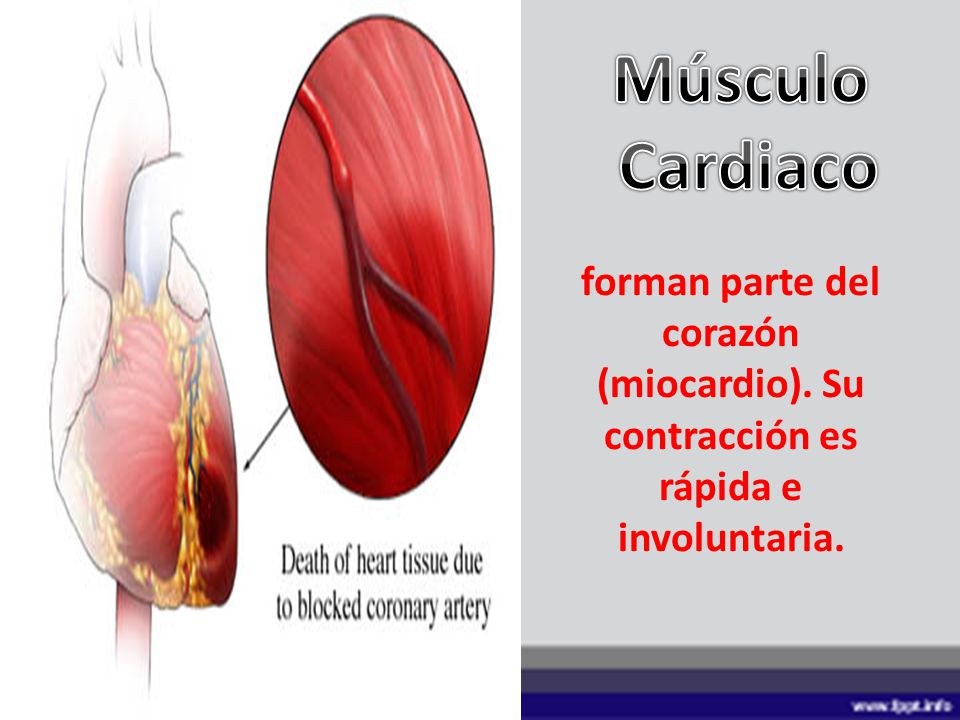 Músculo Cardiaco forman parte del corazón (miocardio). Su contracción es rápida e involuntaria.