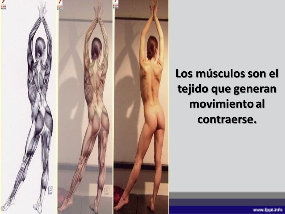 Los músculos son el tejido que generan movimiento al contraerse.