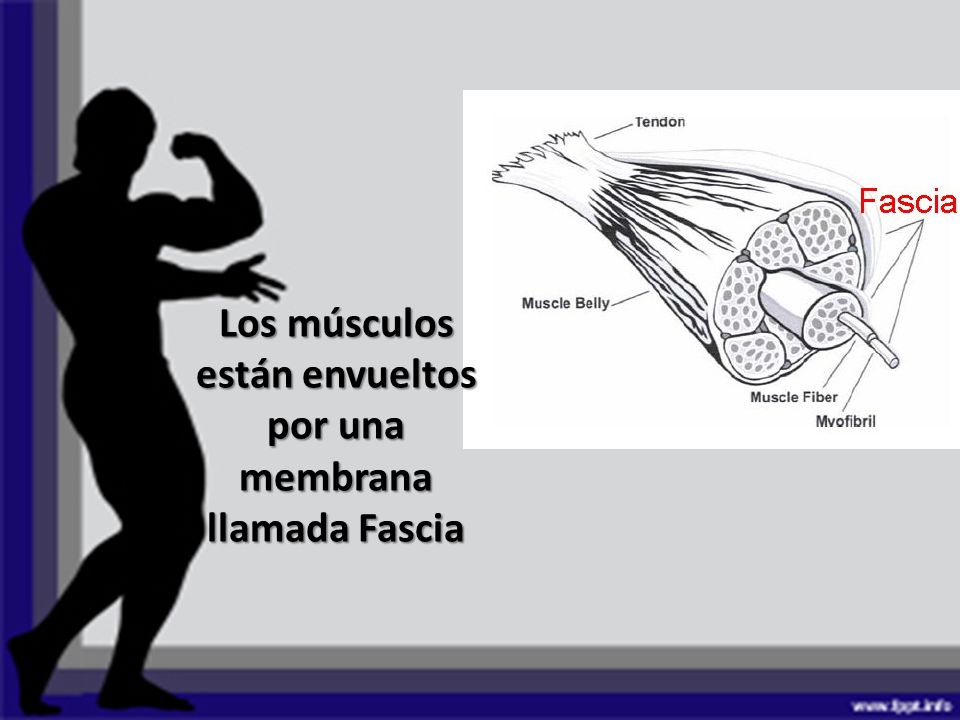Los músculos están envueltos por una membrana llamada Fascia