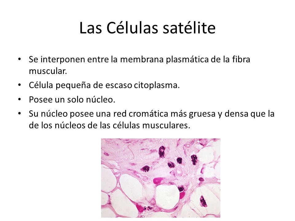 Las Células satélite Se interponen entre la membrana plasmática de la fibra muscular. Célula pequeña de escaso citoplasma.