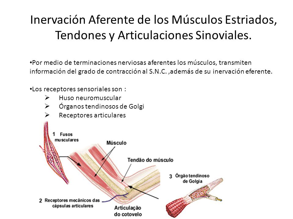 Inervación Aferente de los Músculos Estriados, Tendones y Articulaciones Sinoviales.