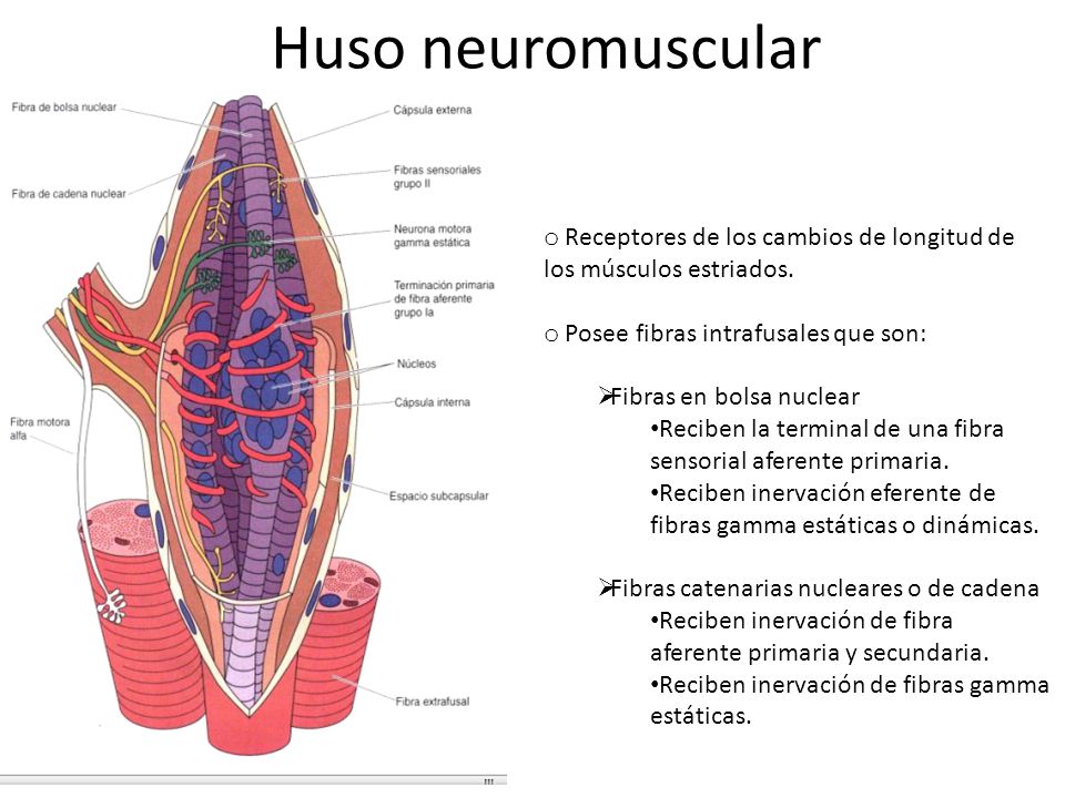 Huso neuromuscular Receptores de los cambios de longitud de los músculos estriados. Posee fibras intrafusales que son: