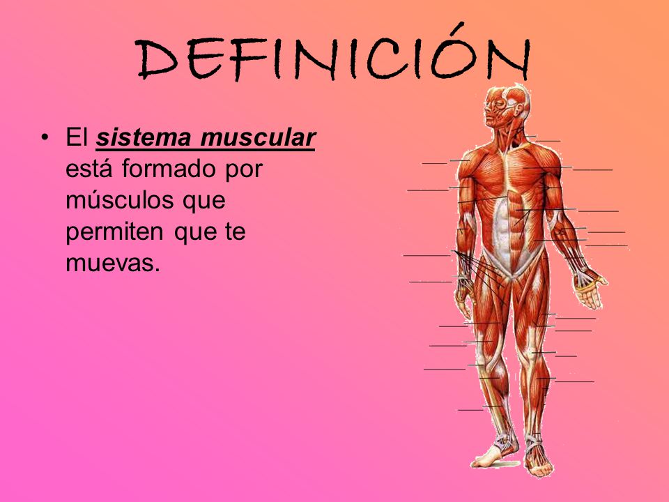 DEFINICIÓN El sistema muscular está formado por músculos que permiten que te muevas.
