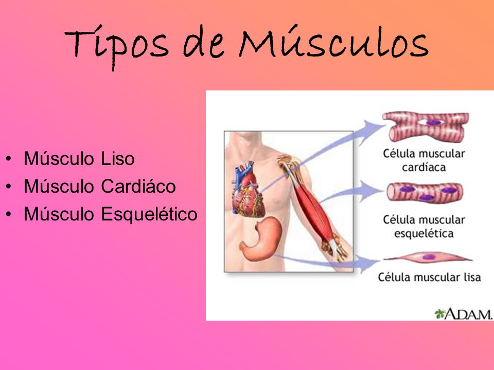 Tipos de Músculos Músculo Liso Músculo Cardiáco Músculo Esquelético