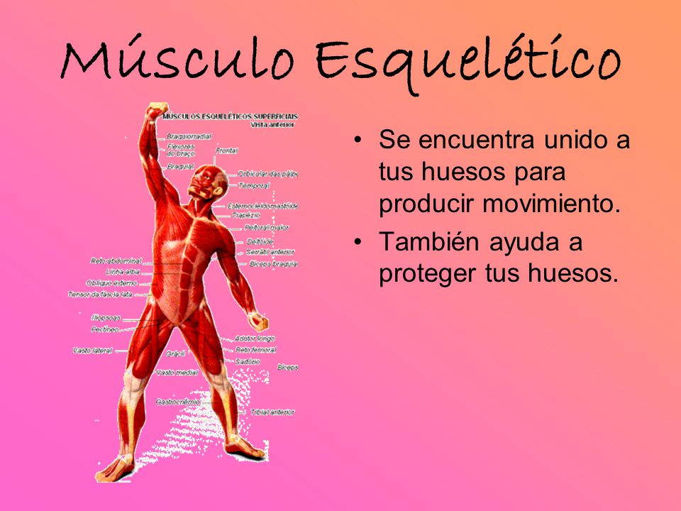 Músculo Esquelético Se encuentra unido a tus huesos para producir movimiento.