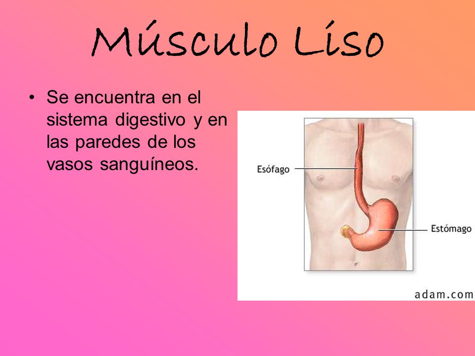 Músculo Liso Se encuentra en el sistema digestivo y en las paredes de los vasos sanguíneos.