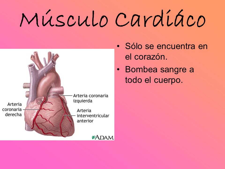 Músculo Cardiáco Sólo se encuentra en el corazón.