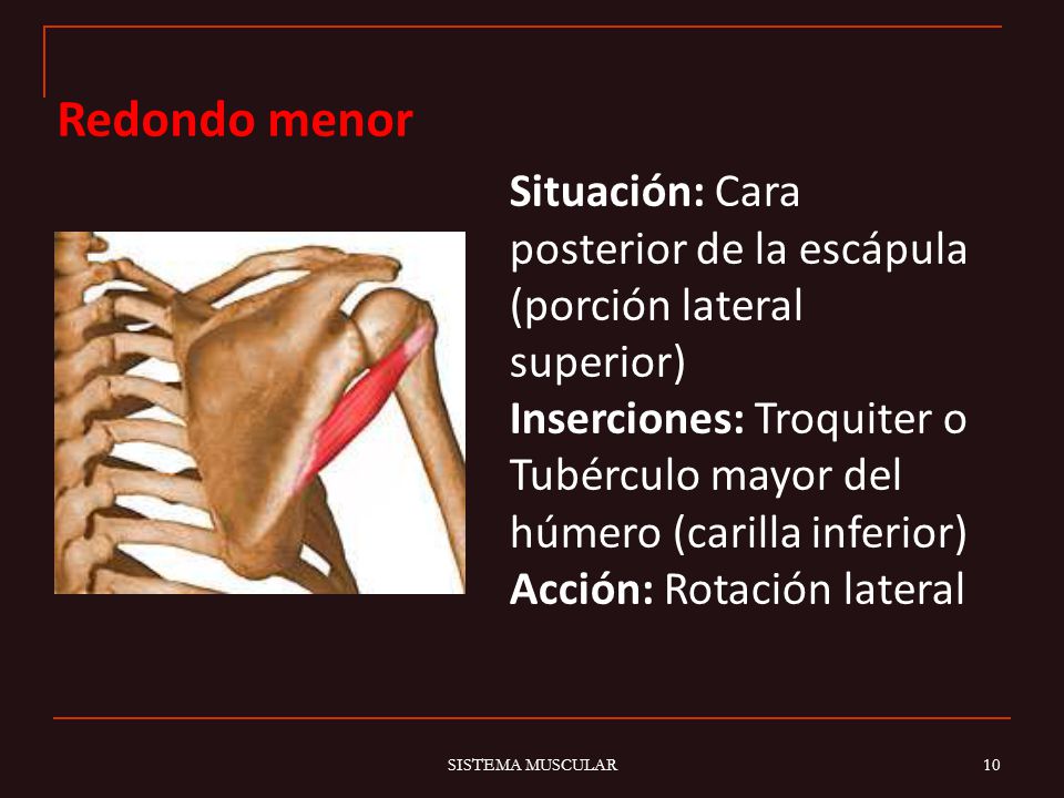 Redondo menor Situación: Cara posterior de la escápula (porción lateral superior)