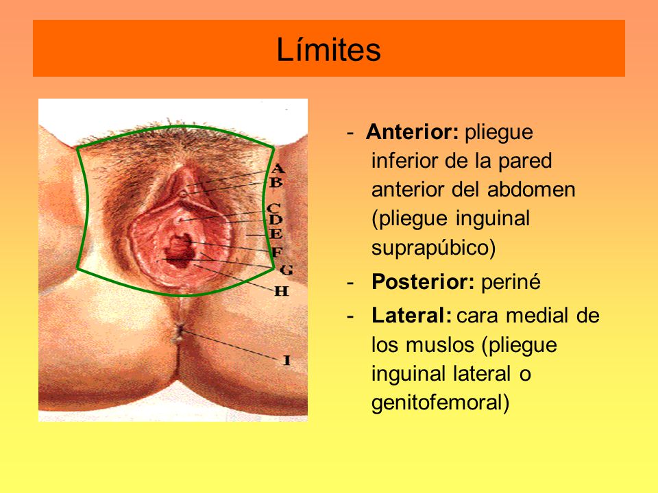 Límites - Anterior: pliegue inferior de la pared anterior del abdomen (pliegue inguinal suprapúbico)