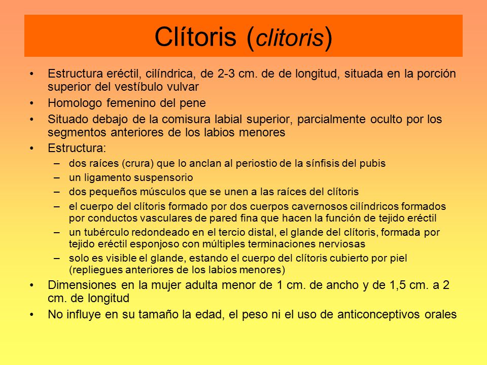 Clítoris (clitoris) Estructura eréctil, cilíndrica, de 2-3 cm. de de longitud, situada en la porción superior del vestíbulo vulvar.