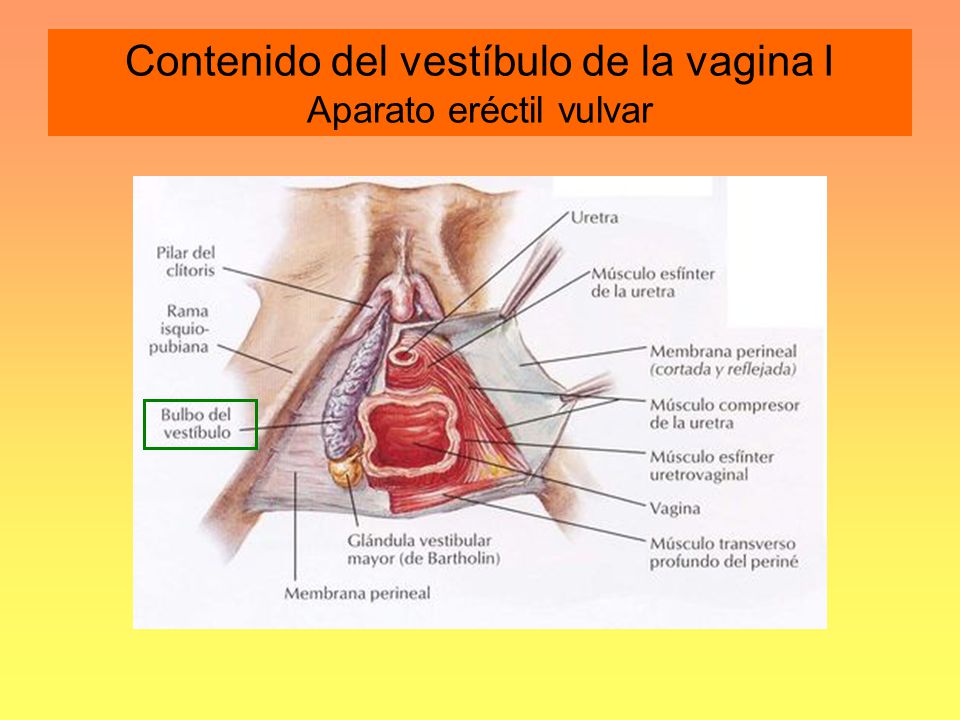 Contenido del vestíbulo de la vagina I Aparato eréctil vulvar