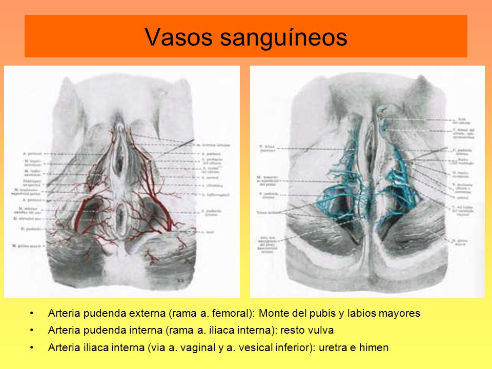 Vasos sanguíneos Arteria pudenda externa (rama a. femoral): Monte del pubis y labios mayores.