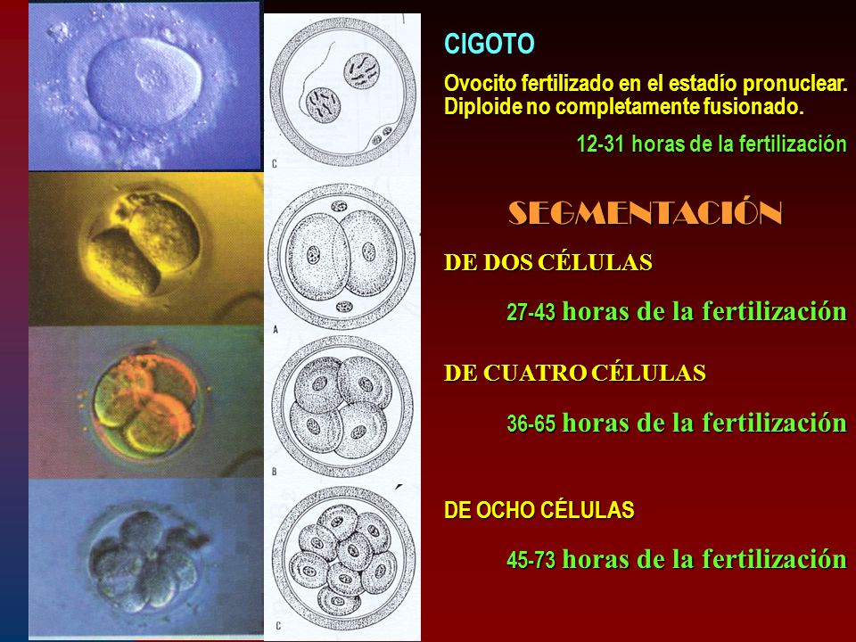 CIGOTO Ovocito fertilizado en el estadío pronuclear. Diploide no completamente fusionado horas de la fertilización.