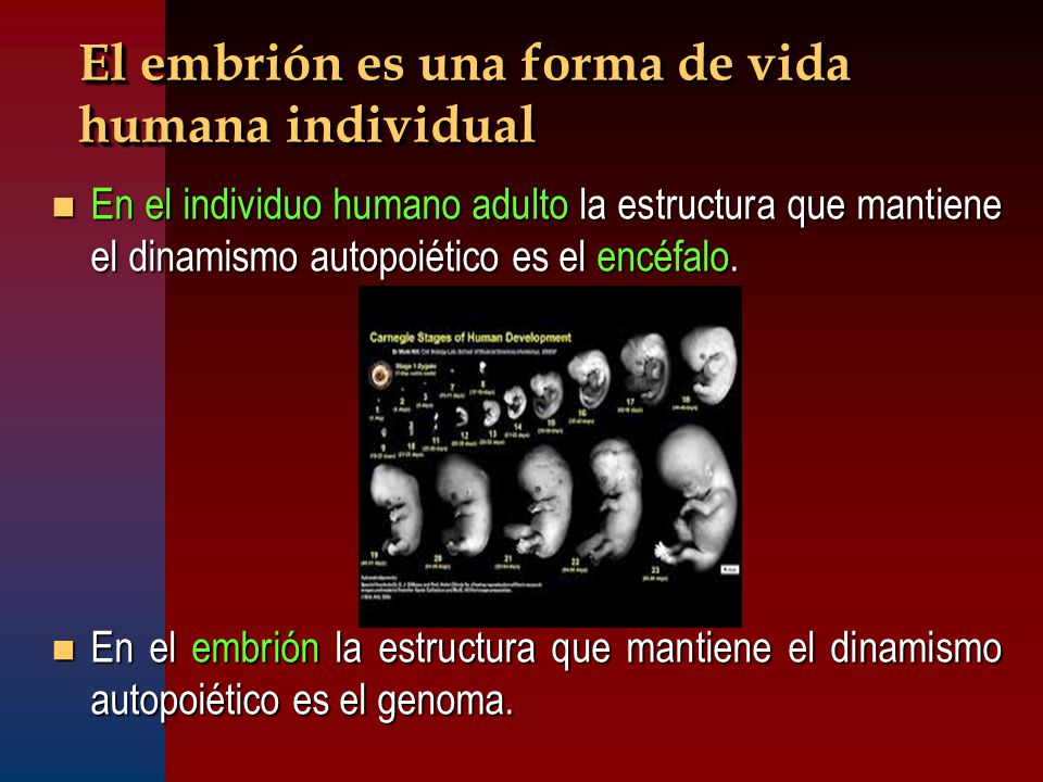 El embrión es una forma de vida humana individual