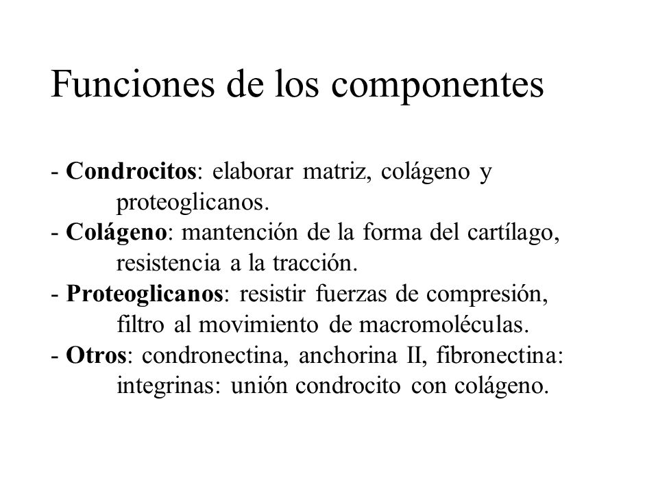Funciones de los componentes - Condrocitos: elaborar matriz, colágeno y proteoglicanos.