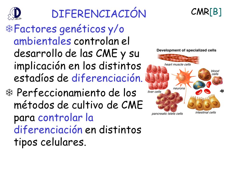 DIFERENCIACIÓN Factores genéticos y/o ambientales controlan el desarrollo de las CME y su implicación en los distintos estadíos de diferenciación.