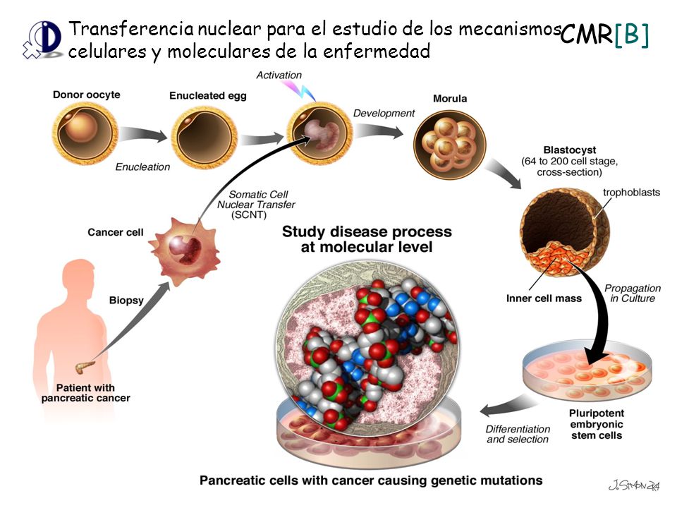 Transferencia nuclear para el estudio de los mecanismos celulares y moleculares de la enfermedad